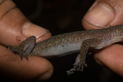 Cyrtodactylus