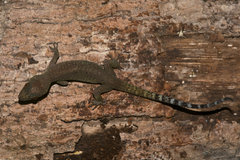 Cyrtodactylus