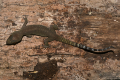 Cyrtodactylus