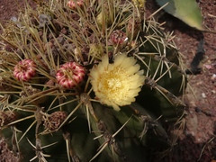 Ferocactus