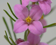 Boronia stricta