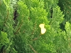 Eurema hecabe