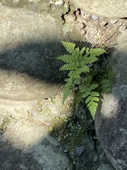 Deparia petersenii