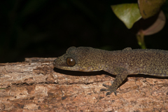Cyrtodactylus
