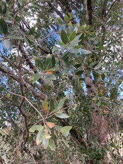 Metrosideros robusta