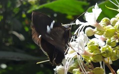 Astraptes