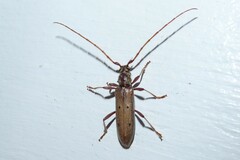 Eburida quadriguttata