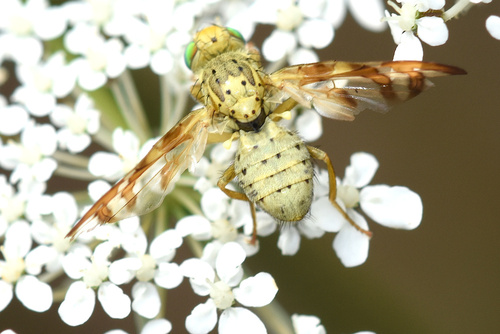 Orellia nuotrauka