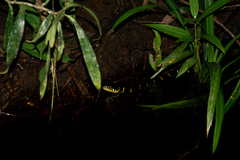 Boiga dendrophila