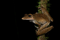 Polypedates colletti