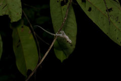 Cyrtodactylus