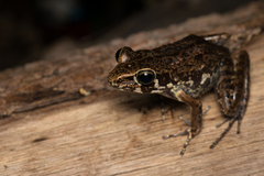 Pulchrana baramica