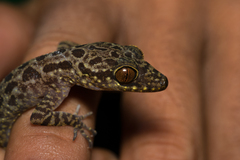 Cyrtodactylus