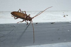 Eburida quadriguttata