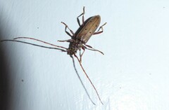 Eburida quadriguttata