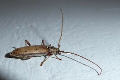 Eburida quadriguttata