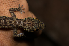 Cyrtodactylus