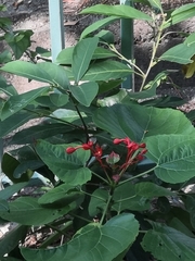 Clerodendrum japonicum