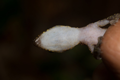 Cyrtodactylus