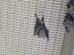 Cynopterus brachyotis