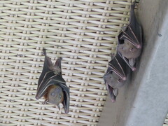 Cynopterus brachyotis