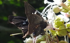 Astraptes