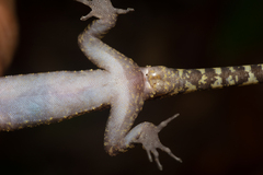 Cyrtodactylus