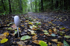 Coprinus comatus
