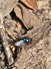 Chrysomya megacephala