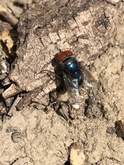 Chrysomya megacephala