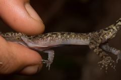 Cyrtodactylus