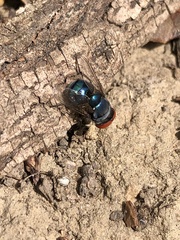 Chrysomya megacephala