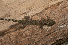 Cyrtodactylus