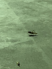 Neoconocephalus triops