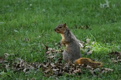Sciurus niger