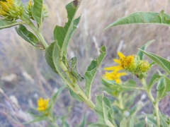 Campylacantha olivacea