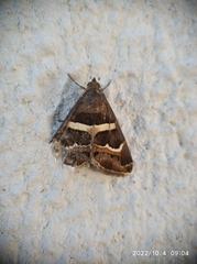 Grammodes