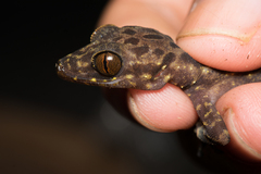 Cyrtodactylus