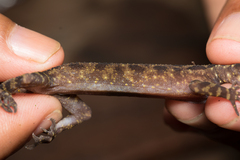 Cyrtodactylus