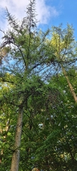 Larix decidua