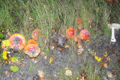 Amanita muscaria