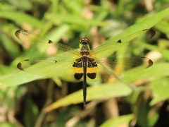 Rhyothemis phyllis