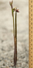 Calochilus uliginosus