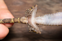Cyrtodactylus