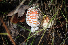 Amanita muscaria