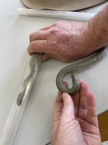 Tiger Snake sighting