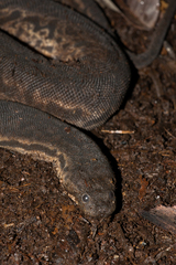 Acrochordus javanicus