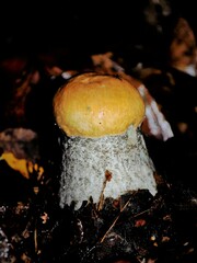 Fungi