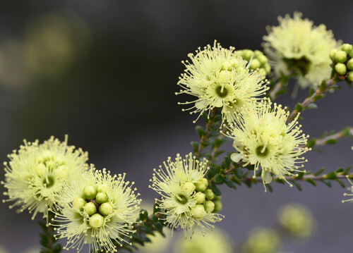 Kunzea sulphurea Tovey & P.Morris