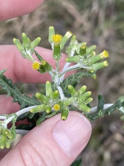 Senecio hispidulus